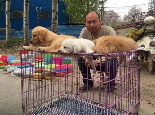 宠物大爆料视频,揭秘萌宠背后的趣味故事  第2张